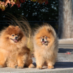 zwei sich sehr ähnlich sehende Hunde
